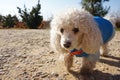 Beautiful white poodle dog walking in the field